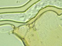 Pilatobius oculatus image