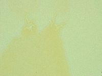 Pilatobius oculatus image