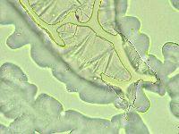 Pilatobius oculatus image
