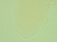 Pilatobius oculatus image