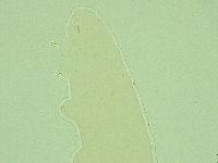 Pilatobius oculatus image