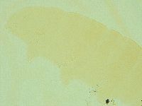 Pilatobius oculatus image