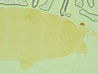 Pilatobius oculatus image