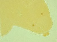 Pilatobius oculatus image