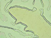 Pilatobius oculatus image