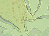 Pilatobius oculatus image