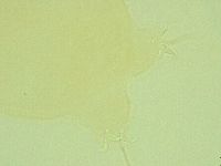 Pilatobius oculatus image
