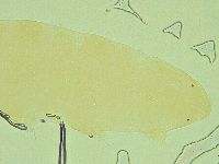 Pilatobius oculatus image