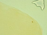 Pilatobius oculatus image