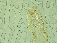 Pilatobius oculatus image