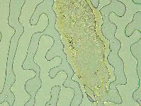 Pilatobius oculatus image