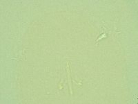 Pilatobius oculatus image