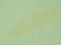 Pilatobius oculatus image