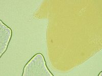 Pilatobius oculatus image