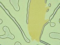 Pilatobius oculatus image