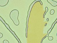 Pilatobius oculatus image