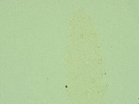 Hebesuncus conjungens image