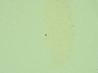 Hebesuncus conjungens image
