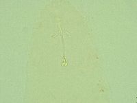 Hebesuncus conjungens image