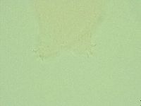 Hebesuncus conjungens image