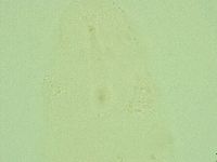 Hebesuncus conjungens image