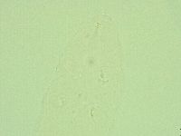 Hebesuncus conjungens image
