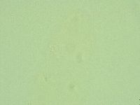 Hebesuncus conjungens image