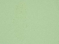 Hebesuncus conjungens image