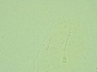 Hebesuncus conjungens image