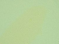 Hebesuncus conjungens image