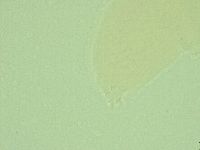 Hebesuncus conjungens image