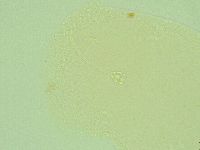 Hebesuncus conjungens image