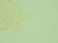Hebesuncus conjungens image