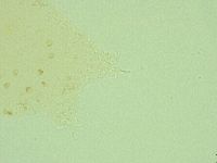 Hebesuncus conjungens image