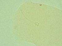 Hebesuncus conjungens image