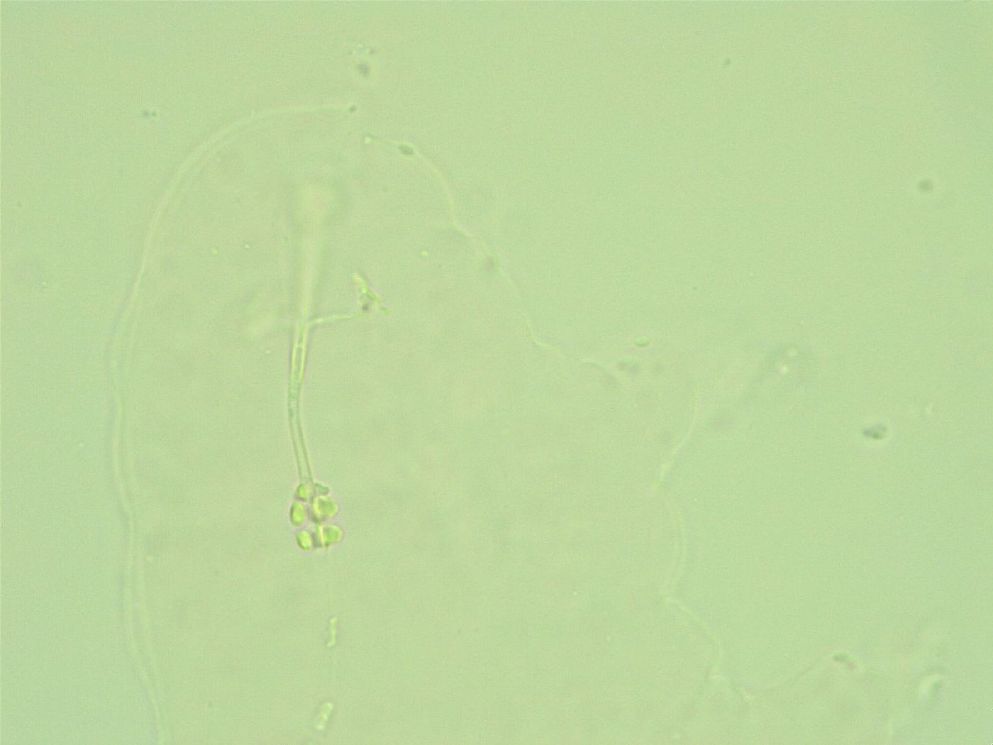 Hebesuncus conjungens image