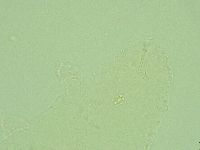 Hebesuncus conjungens image