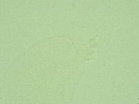 Hebesuncus conjungens image