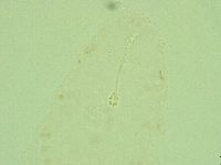 Hebesuncus conjungens image