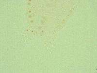 Hebesuncus conjungens image