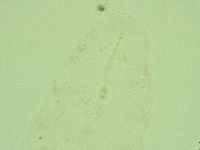 Hebesuncus conjungens image