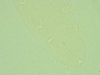 Hebesuncus conjungens image