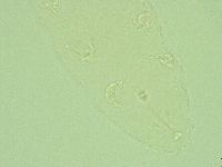 Hebesuncus conjungens image