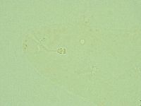 Hebesuncus conjungens image