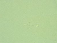 Hebesuncus conjungens image