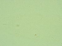 Hebesuncus conjungens image