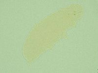 Hebesuncus conjungens image