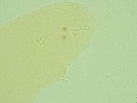 Hebesuncus conjungens image
