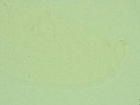 Hebesuncus conjungens image
