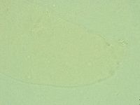 Hebesuncus conjungens image